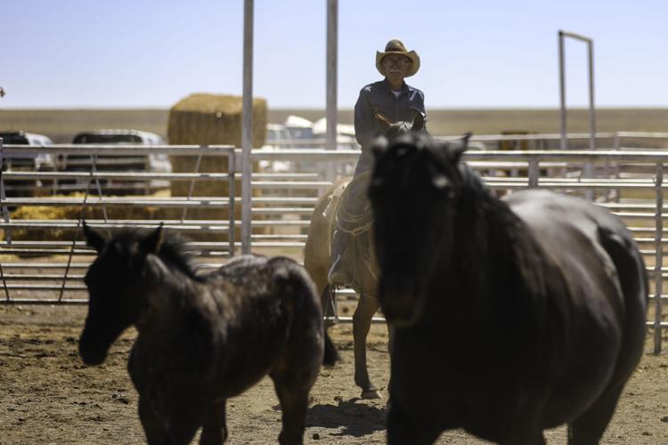 Gallery Colt sale at Babbitt Ranches kicks up the dust Local News