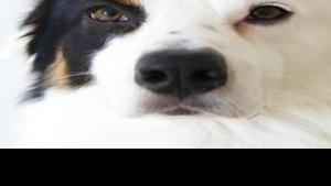 What to look for when buying dog food