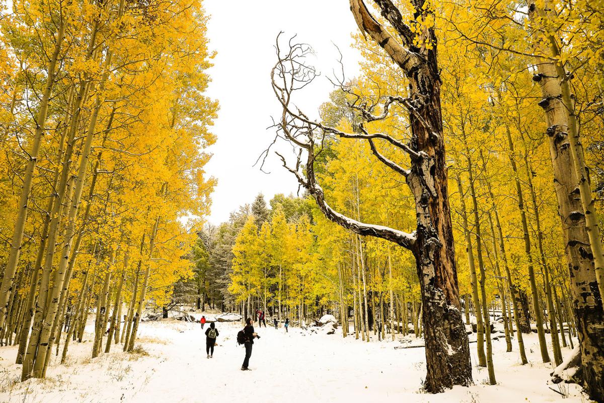 Aspens and Ice