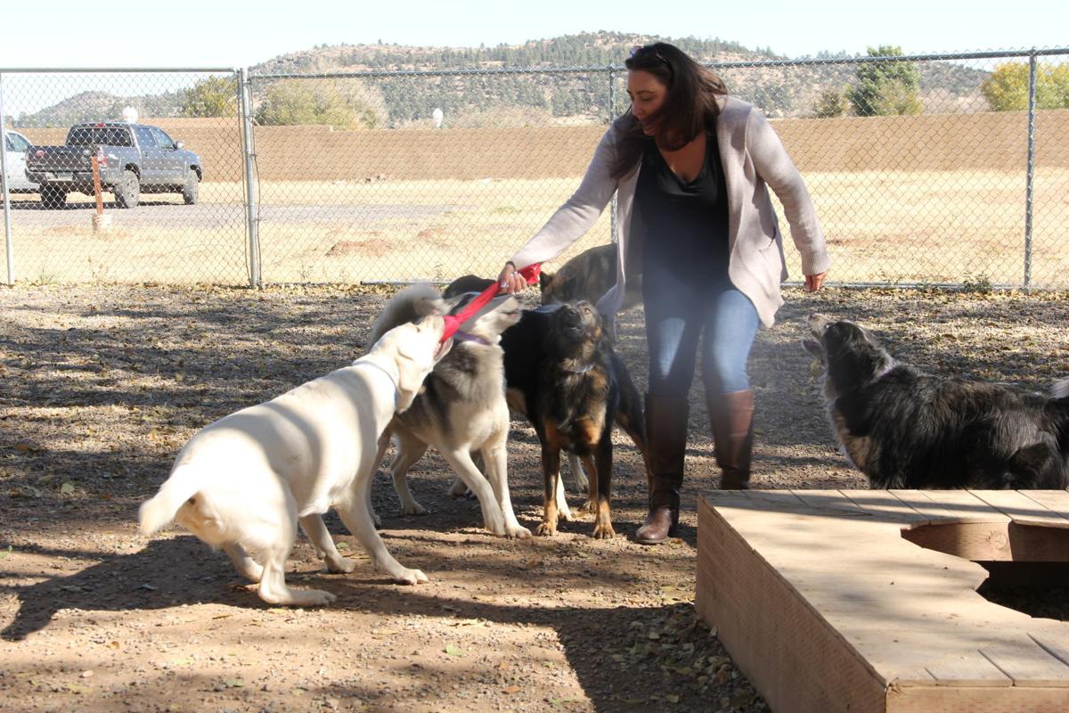 Best Of Flag Pet Boarding Kingsmark Provides Home Away From Home