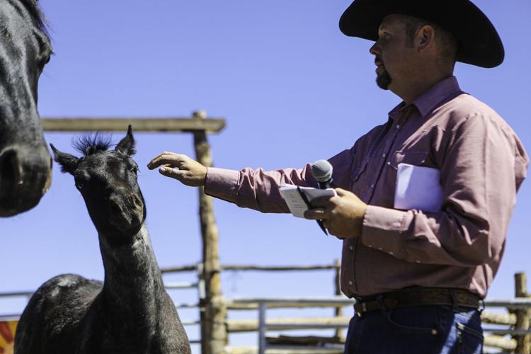 Gallery Colt sale at Babbitt Ranches kicks up the dust Local News