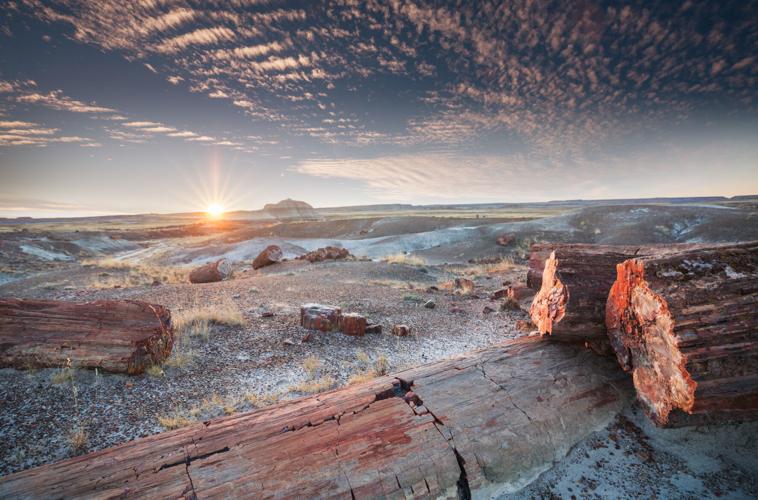 Petrified forest