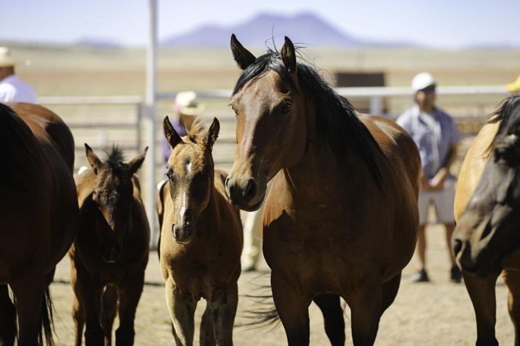 Gallery Colt sale at Babbitt Ranches kicks up the dust Local News