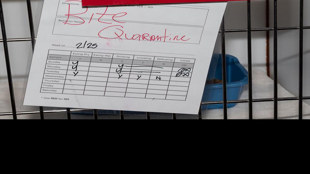 State and feds begin vaccinating skunks after Coconino County issues rabies quarantine