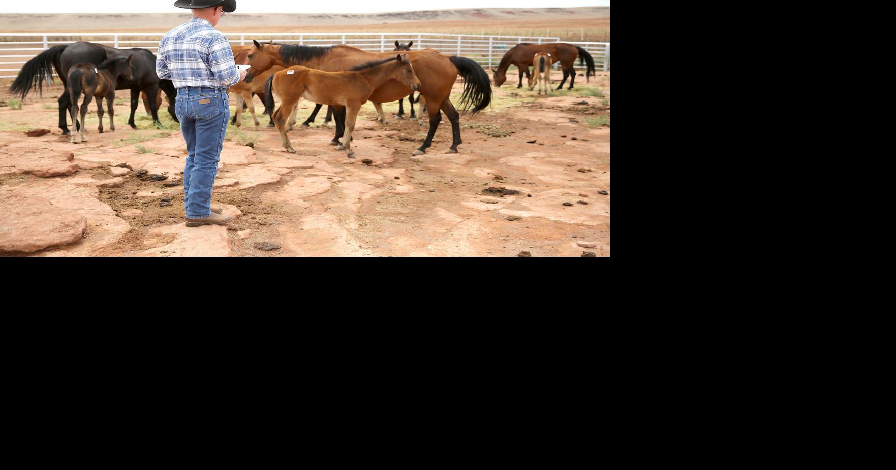 Photos: Babbit's Hashknife Colt Sale | News | azdailysun.com