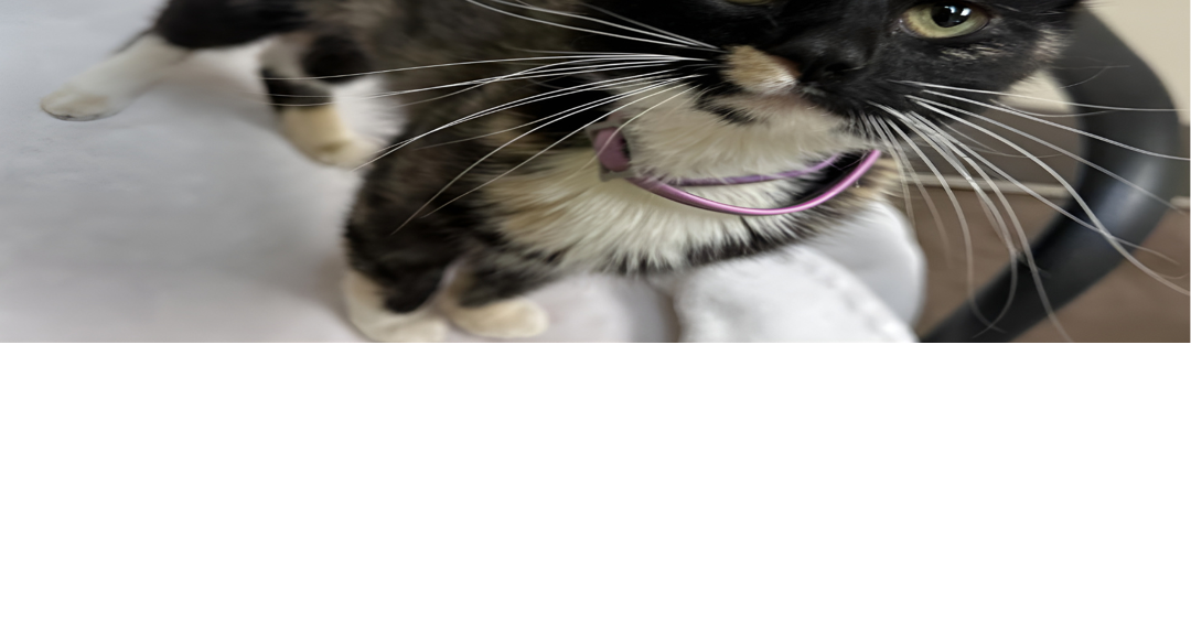 HCH Pet of the Week: Marigold