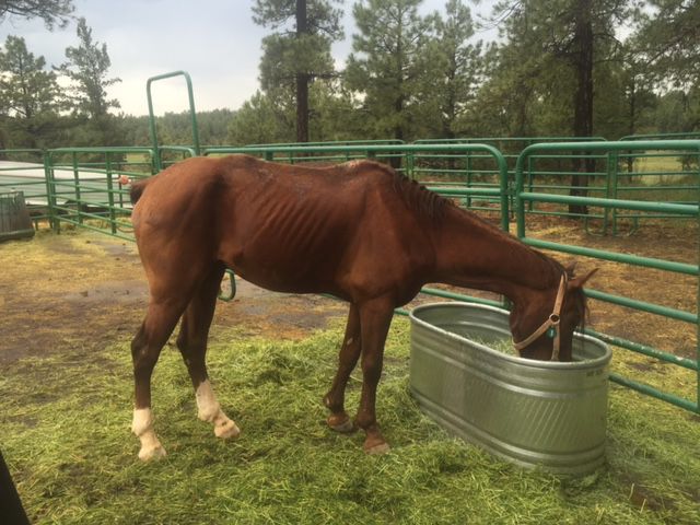 Lucas Havasupai horse