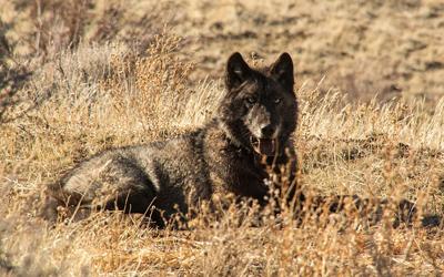 US-NEWS-ENV-CALIF-WOLF-PACKS-MCT