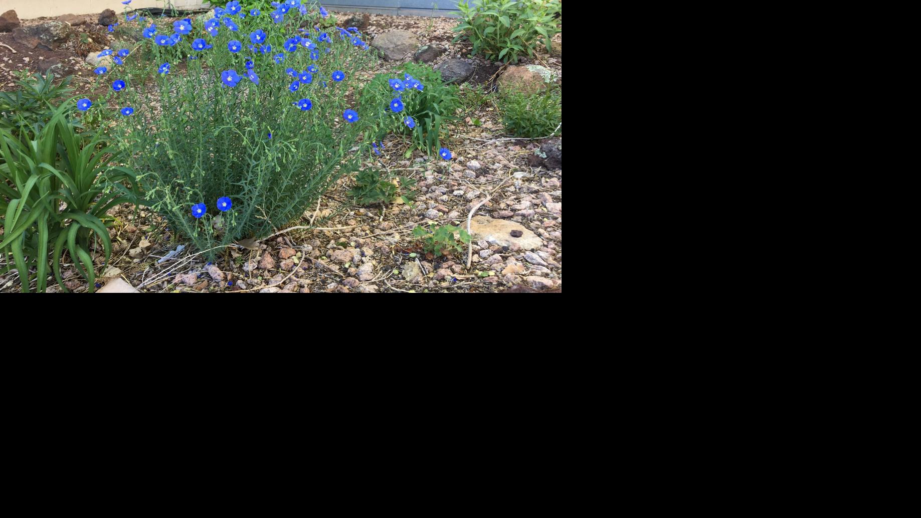 Gardening Etcetera: Firewise, plant sale, gardening advice and more