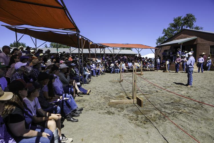 Gallery Colt sale at Babbitt Ranches kicks up the dust Local News