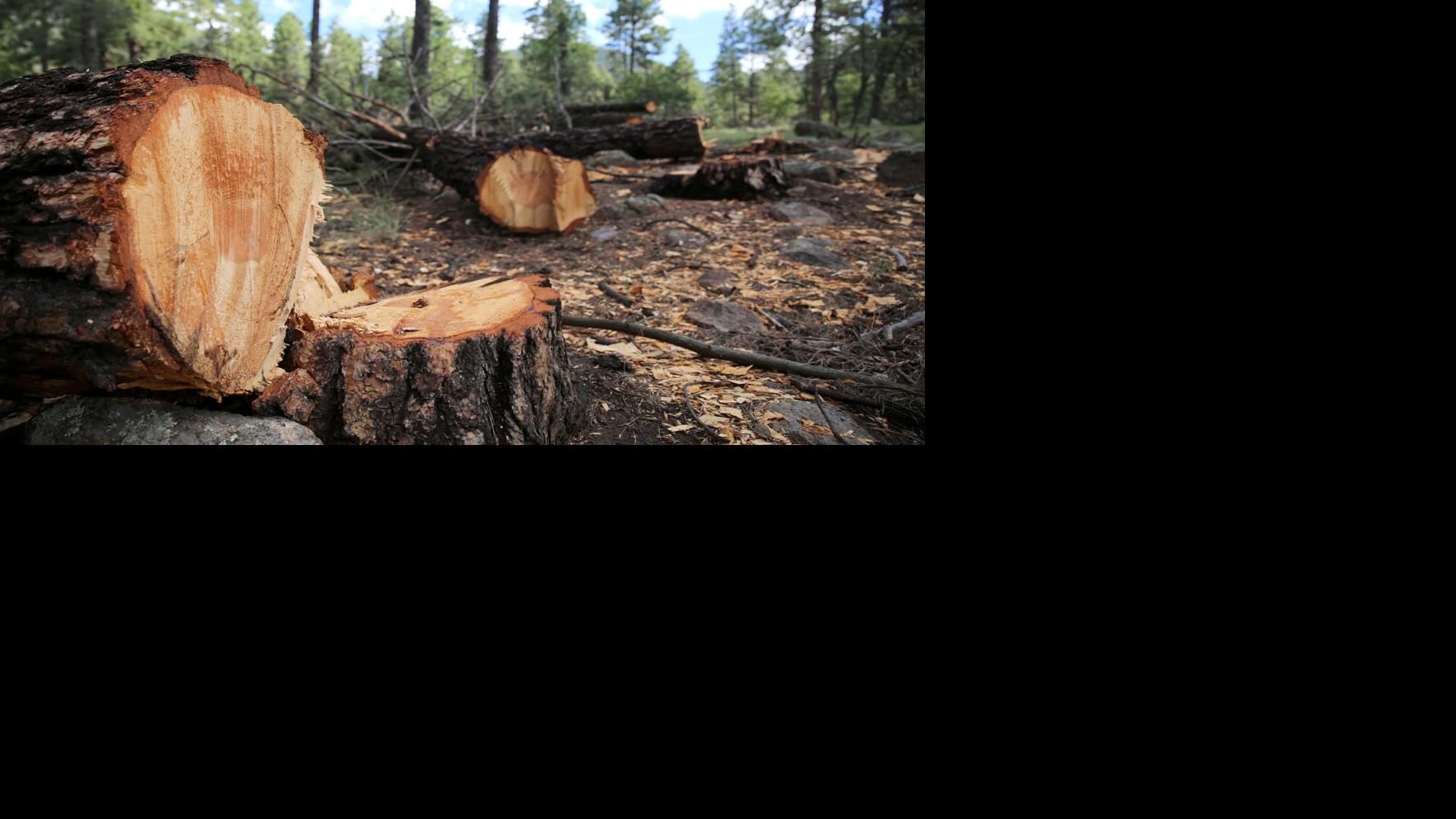 Logging to resume in Dry Lake Hills in August