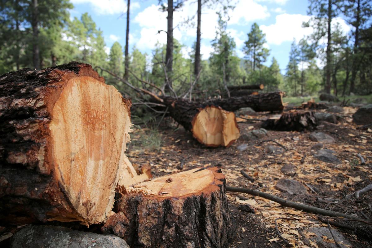 Flagstaffarea forest thinning falters Local