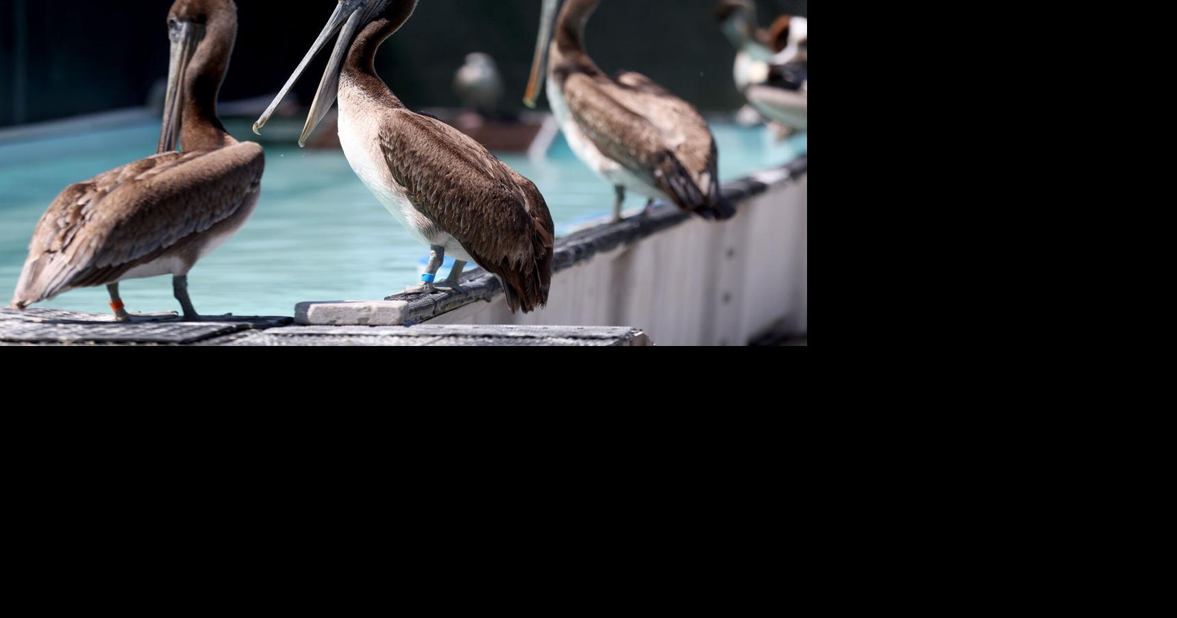 Record ocean heat off California coast killing seabirds and reshaping weather outlook