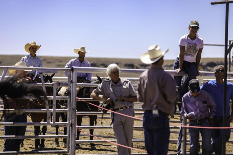 Gallery Colt sale at Babbitt Ranches kicks up the dust Local News