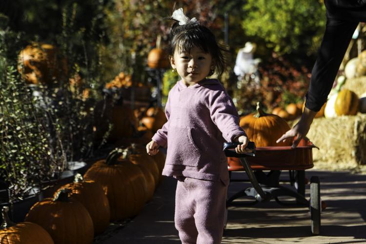 Gallery Pumpkin patch fun at Viola's Local News