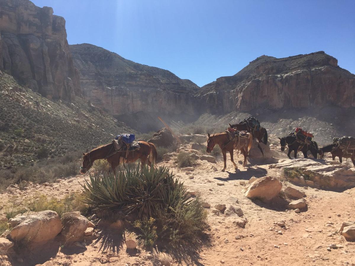 Pack horses on Havasupai Indian Reservation