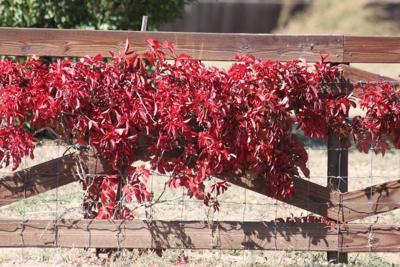 Growing Virginia Creeper Vine - Caring For And Pruning Virginia