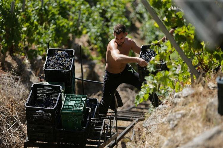 Workers brave the hillsides in one of the most difficult grape harvests known as Heroic Viticulture