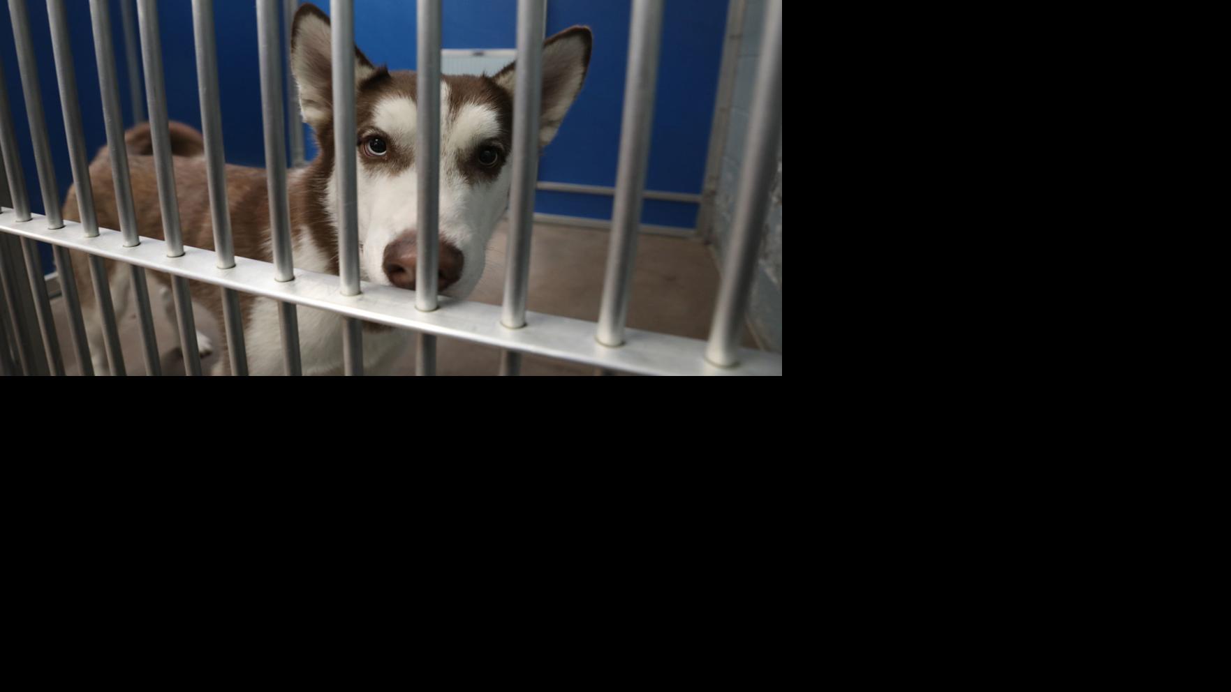 Still caring for the critters: Flagstaff animal shelters and hospitals remain open amidst pandemic