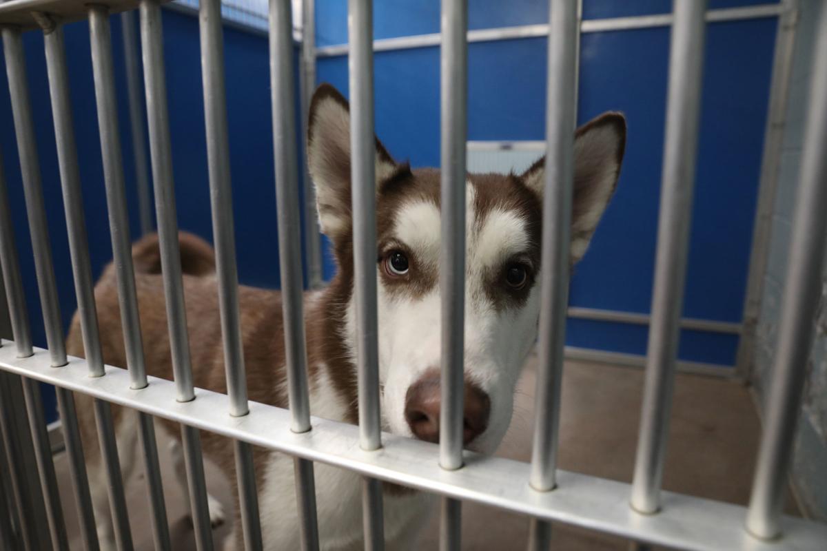 Still caring for the critters Flagstaff animal shelters and hospitals