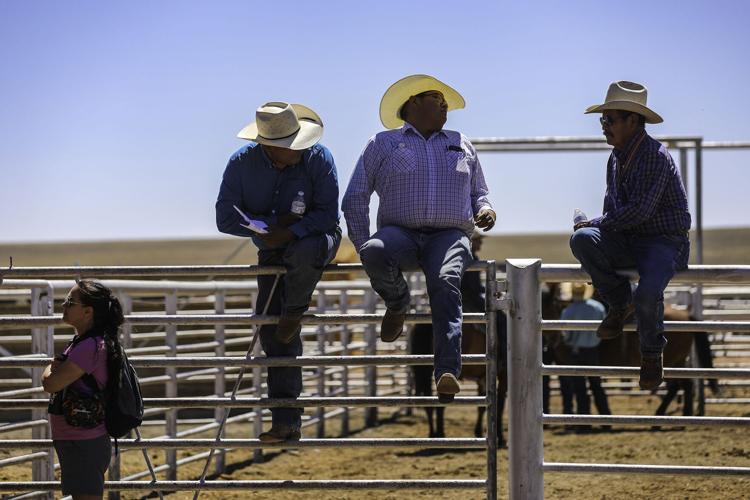 Gallery Colt sale at Babbitt Ranches kicks up the dust Local News