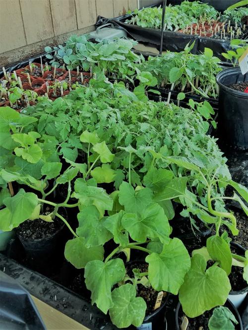 seedlings