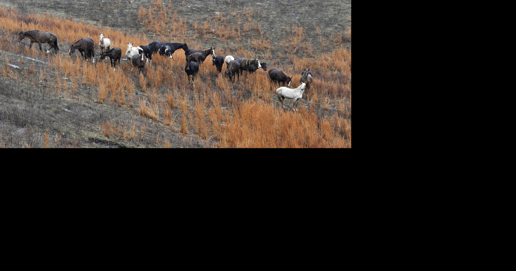 Wild Horses Kentucky