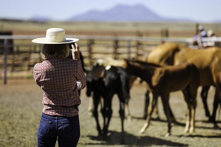 Gallery: Colt sale at Babbitt Ranches kicks up the dust | Local News ...