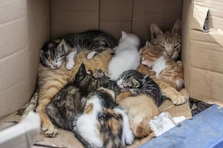cat1