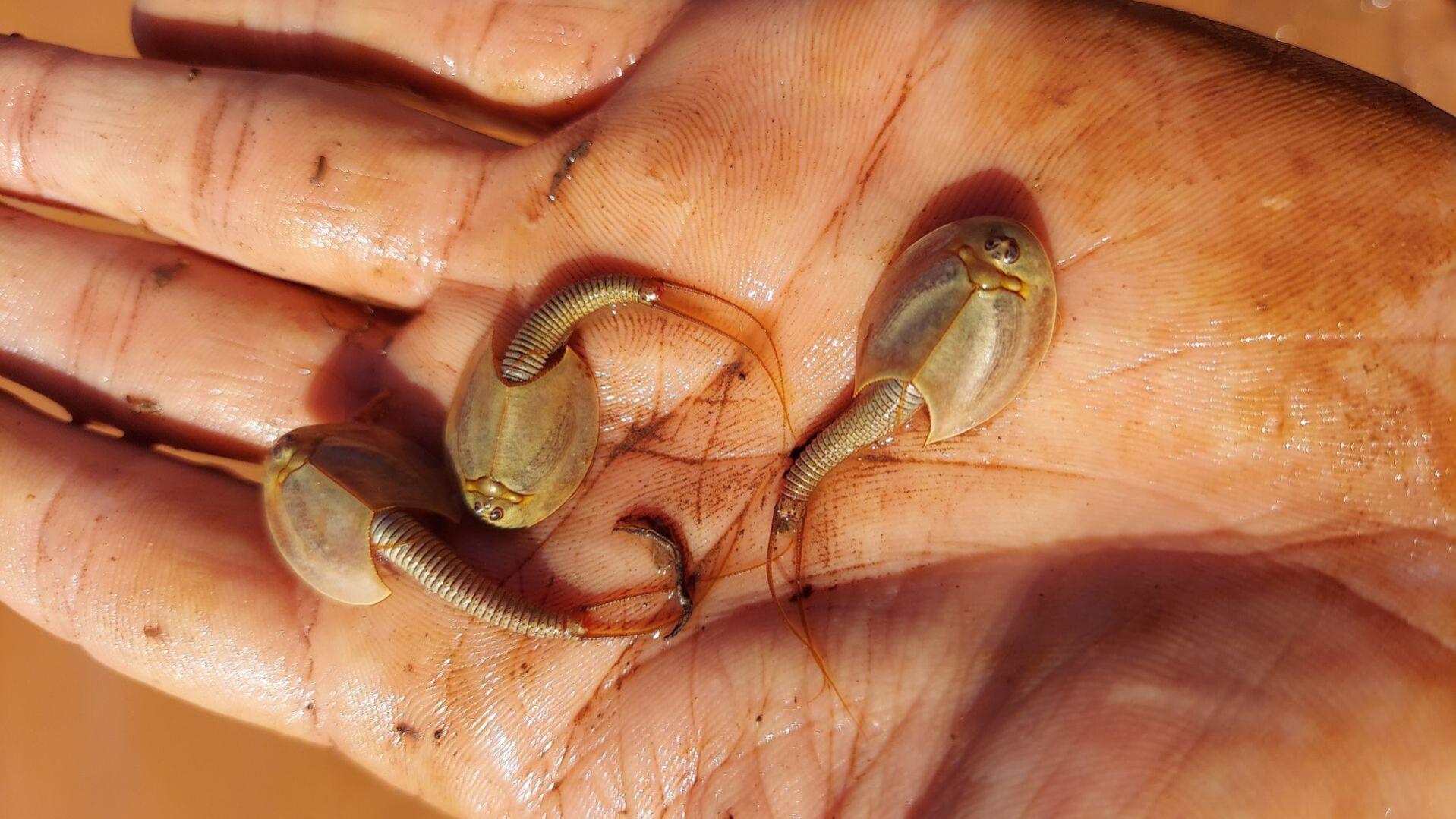 Living Fossil (Triops) Life Cycle Kit