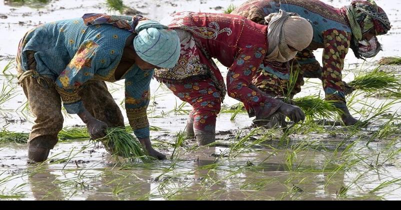 &lsquo;Alarm bells&rsquo;: El Nino threatens rice crops already squeezed by Ukraine war