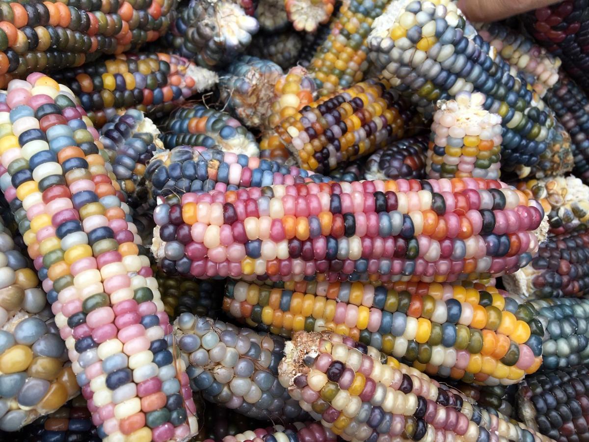 Glass Gem corn