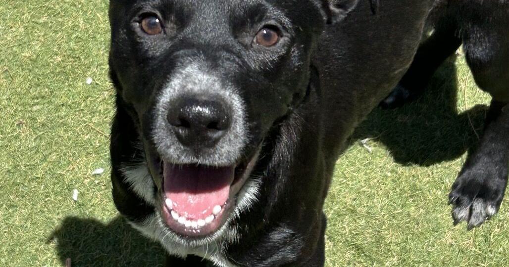 HCH Pet of the Week: Magnet