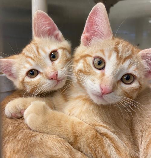 kittens
