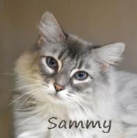 CHA Pet of the Week: Sammy