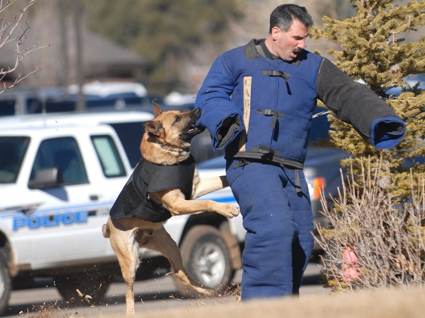 Police Cat.  Working dogs, Law enforcement, Police