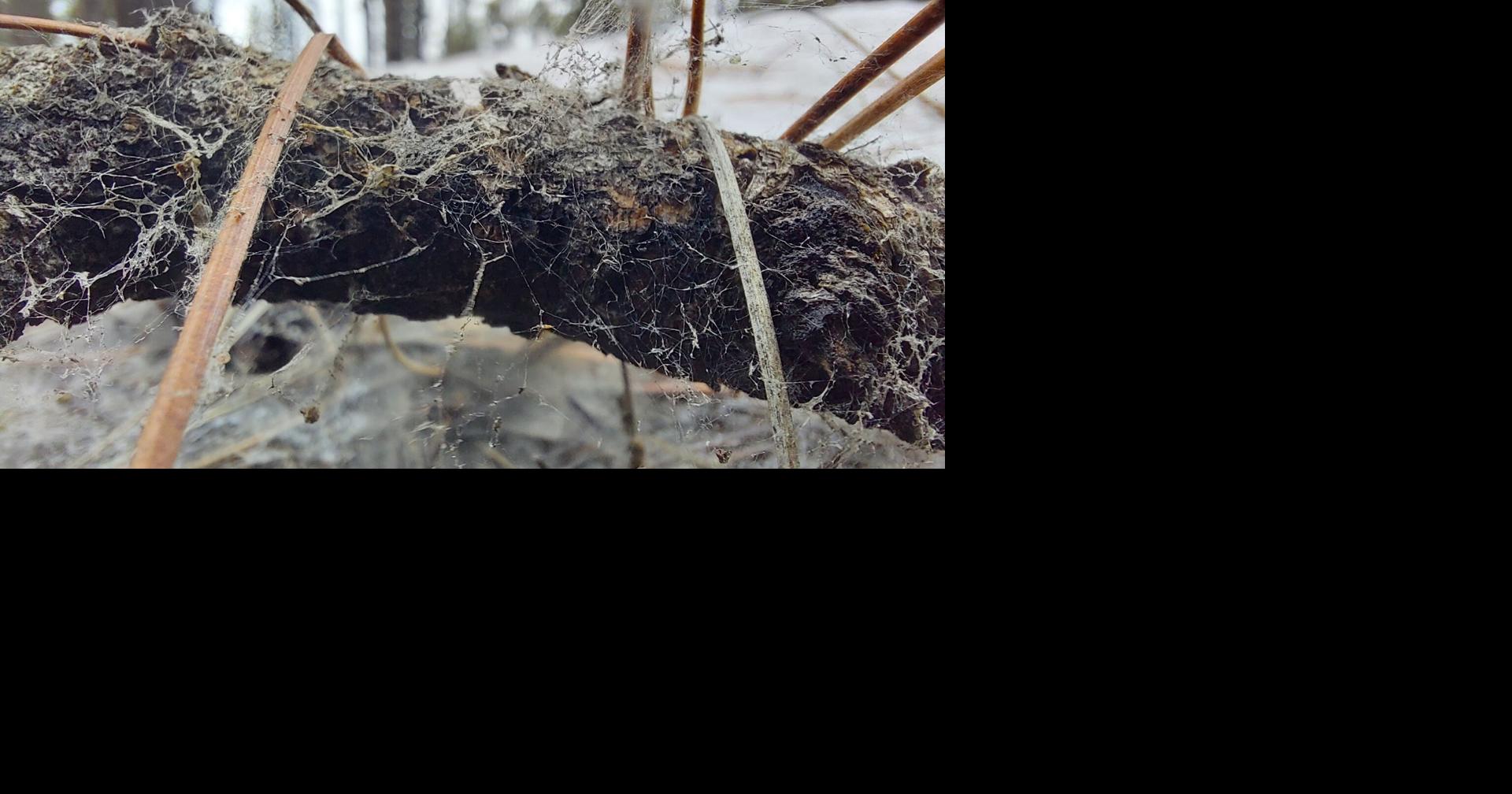 Why this mysterious web near Flagstaff may be making your allergies