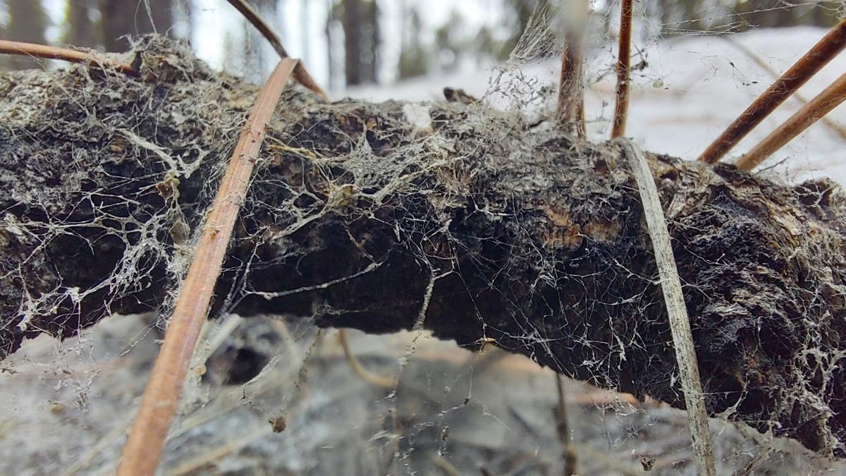 Spider webs don't rot easily and scientists may have figured out why