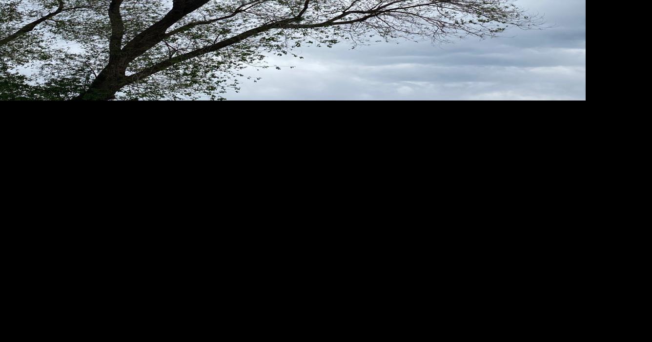 Gardening Etcetera What to do and not do about drought stress in trees Local News