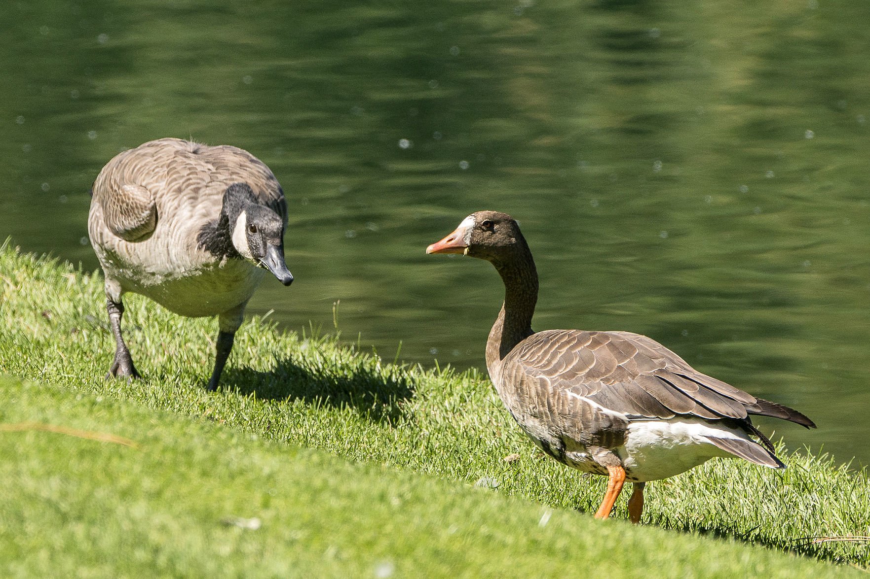 Canada goose outlet ireland zoo