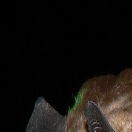 Bats Can Rest Easy In Arizona Literally Local Azdailysun Com