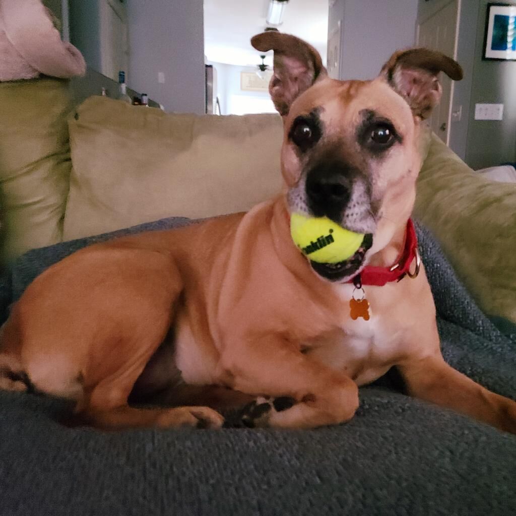 HCH Pet Of The Week: Josie | Pets | Azdailysun.com