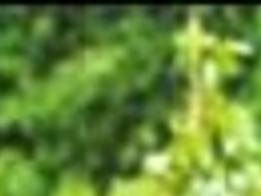 Nanny Mcphee Azdailysun Com In one instance, she had to stop time for these 5 kids in order to make them stop what. nanny mcphee azdailysun com