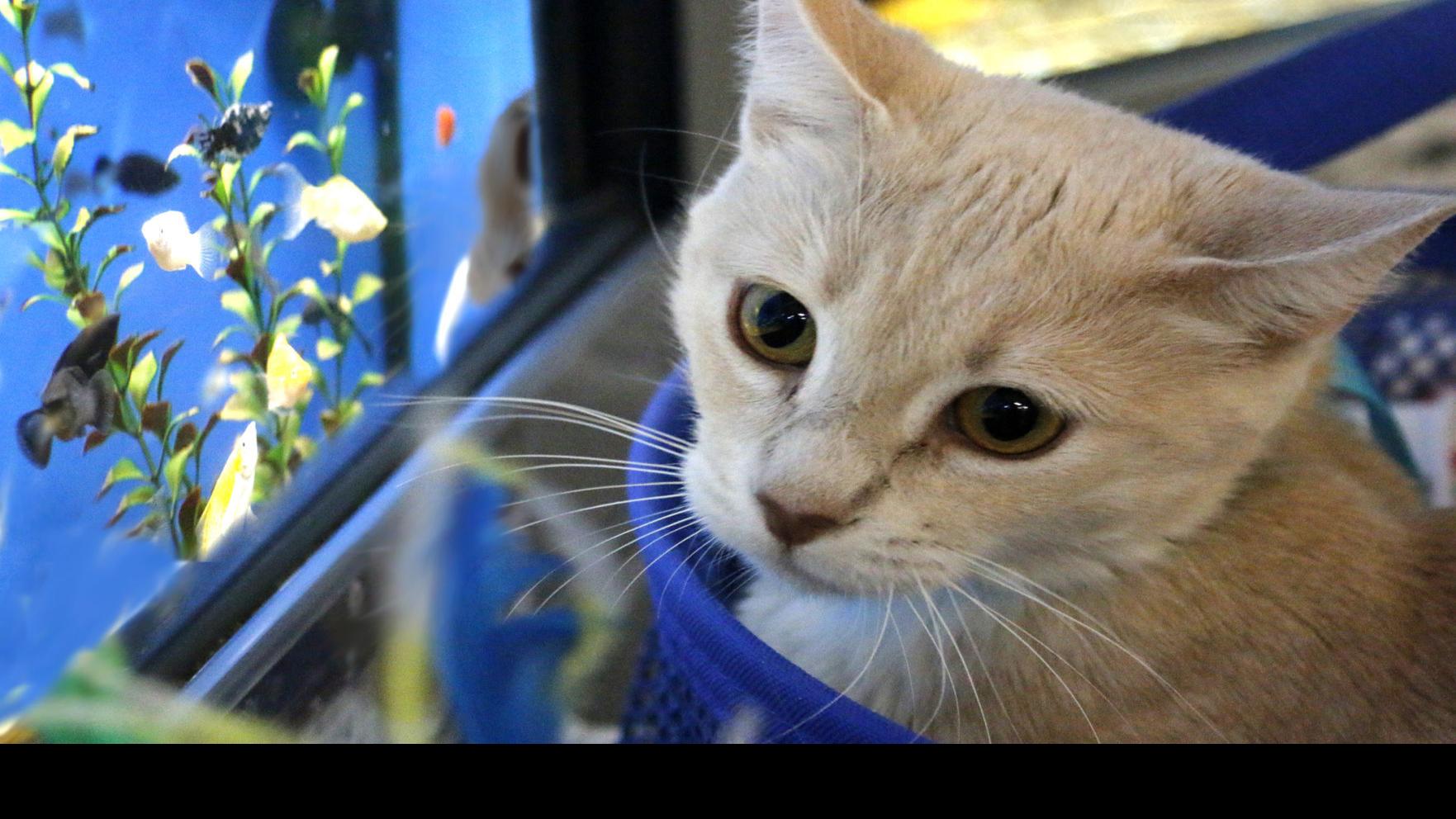 Ask The Vet How Concerned Should I Be About My Cat S Cough