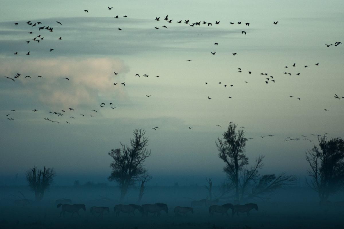 LFH birds