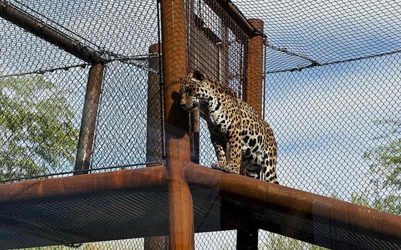 Big Cats
