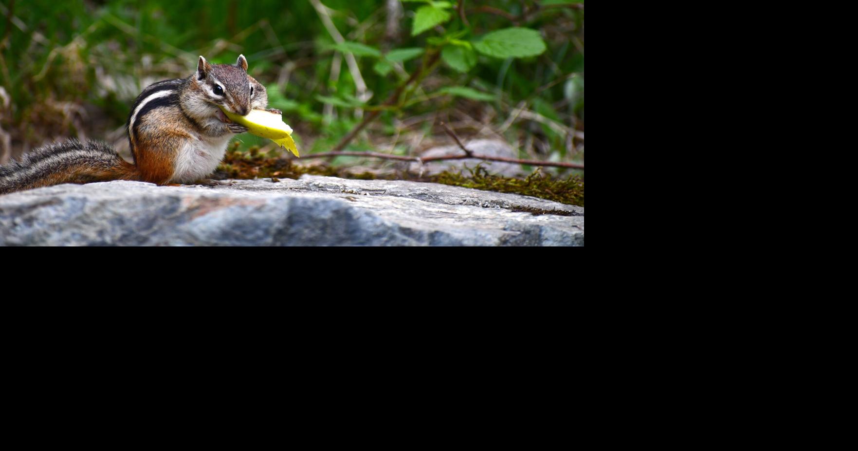 Mastering mastication Chewing food makes a difference