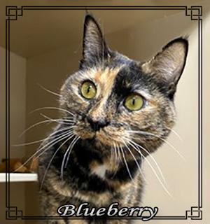 CHA Pet of the Week: Blueberry