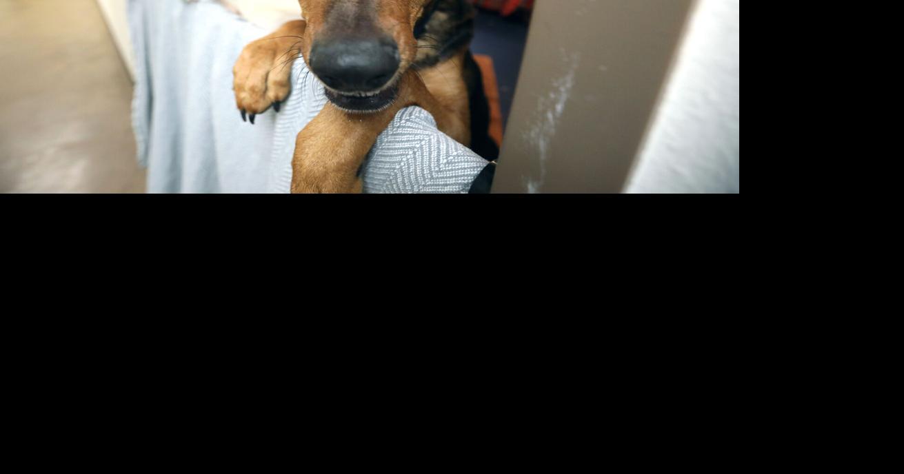 Situation critical: High Country Humane at capacity with an ...