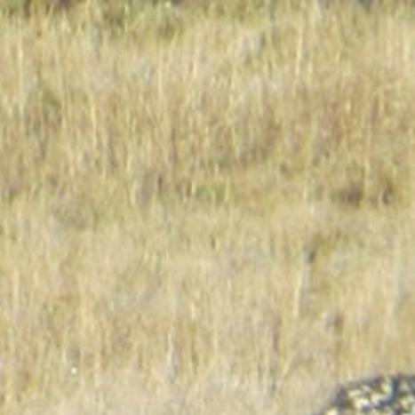Coconino Voices State Management Of Mexican Gray Wolves Not Based On Science Local Azdailysun Com